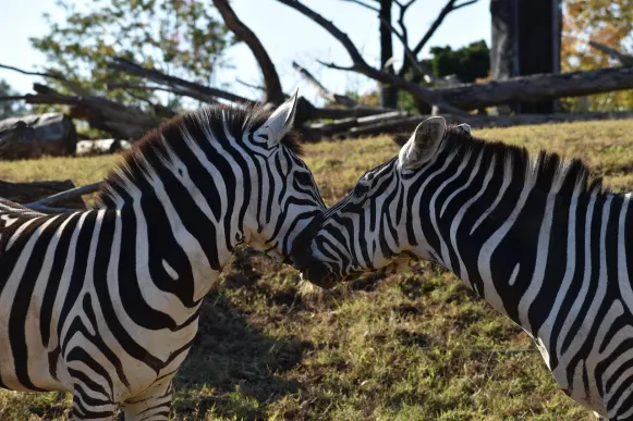 CrazyFox Casino Support